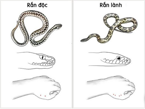 Phân biệt rắn độc và rắn không độc