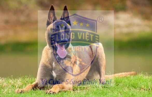 Chó Belgian Malinois