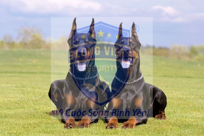 Chó Doberman