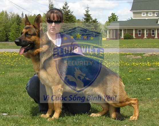 chó German Shepherd