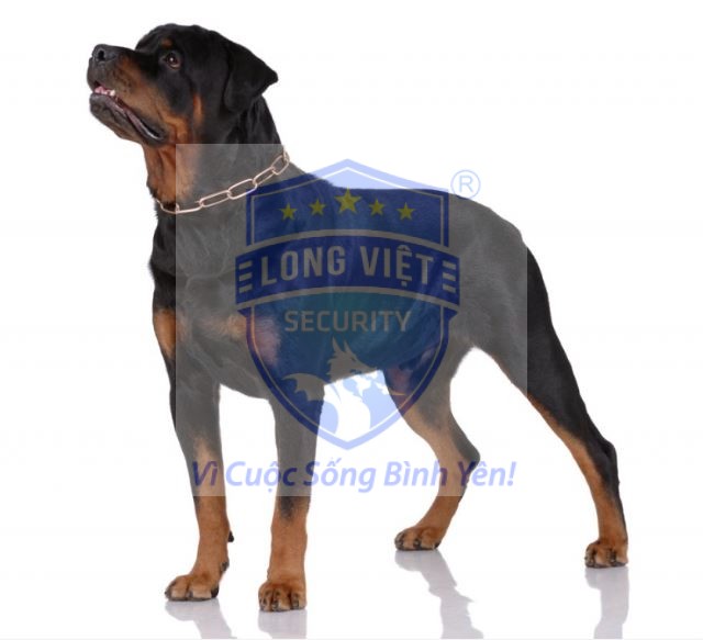 Chó Rottweiler